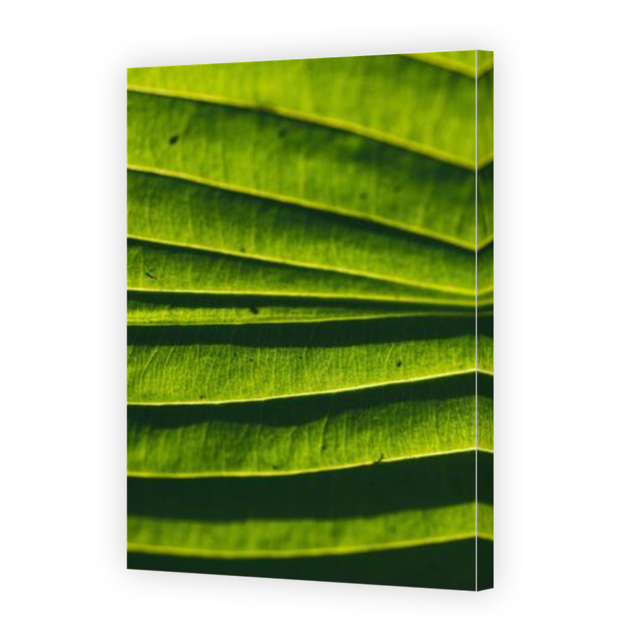Thumbnail for Canvas - Mirror Image Canvas Wrap