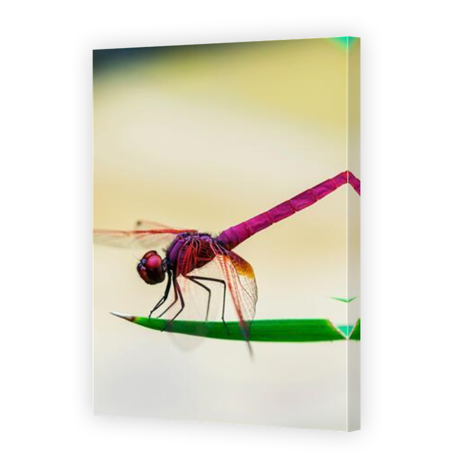 Thumbnail for Canvas - Mirror Image Canvas Wrap
