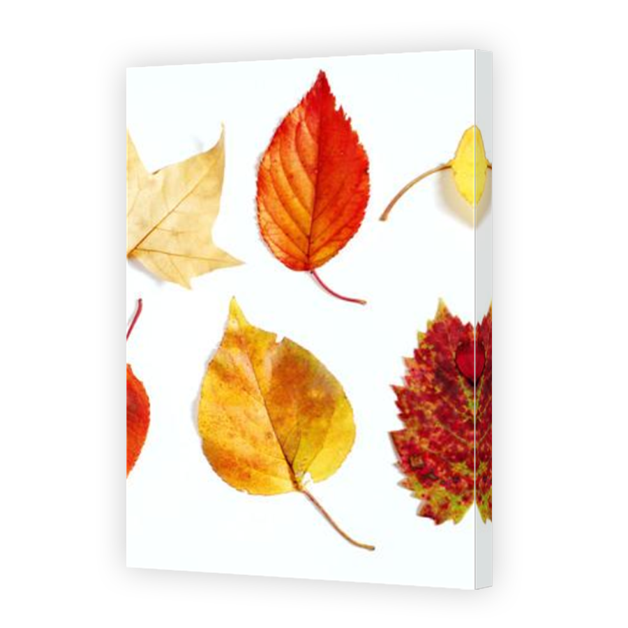 Thumbnail for Canvas - Mirror Image Canvas Wrap