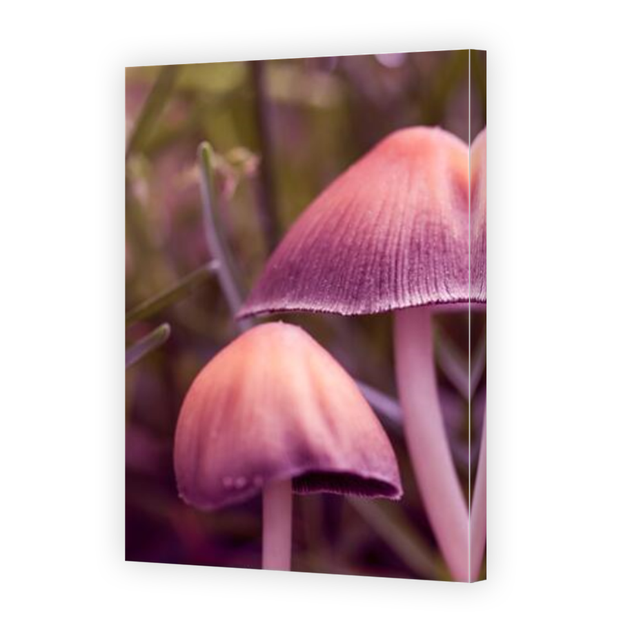 Thumbnail for Canvas - Mirror Image Canvas Wrap