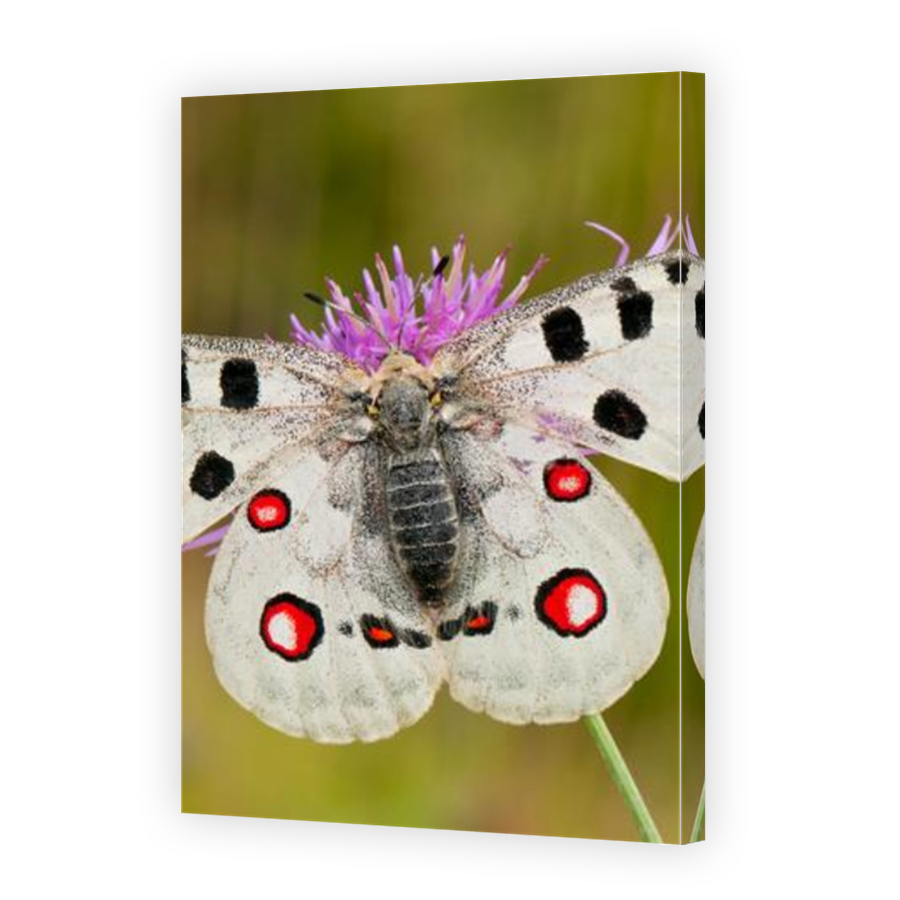 Thumbnail for Canvas - Mirror Image Canvas Wrap