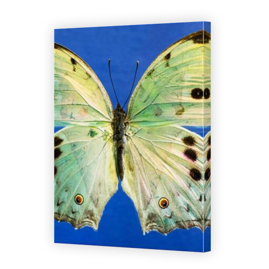 Thumbnail for Canvas - Mirror Image Canvas Wrap