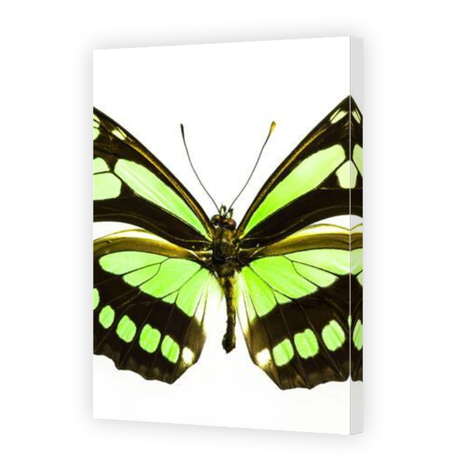 Thumbnail for Canvas - Mirror Image Canvas Wrap