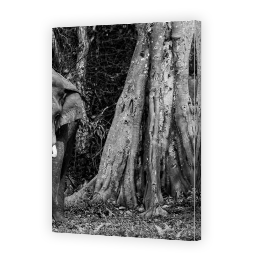 Thumbnail for Canvas - Mirror Image Canvas Wrap