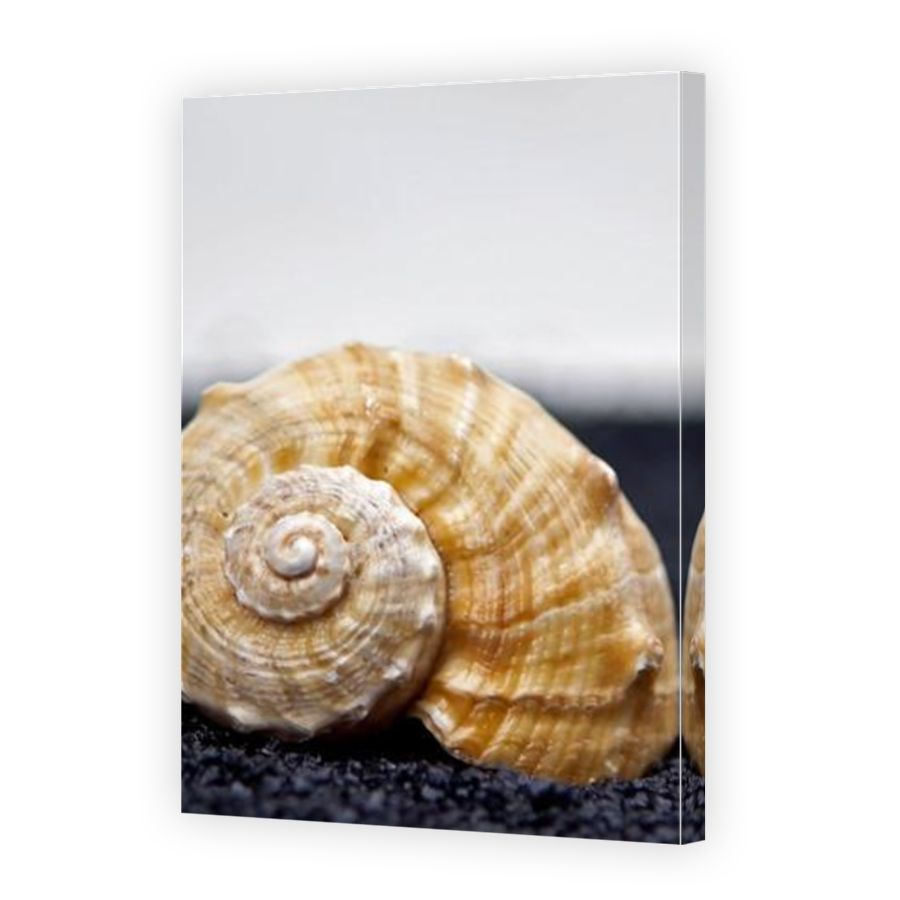 Thumbnail for Canvas - Mirror Image Canvas Wrap
