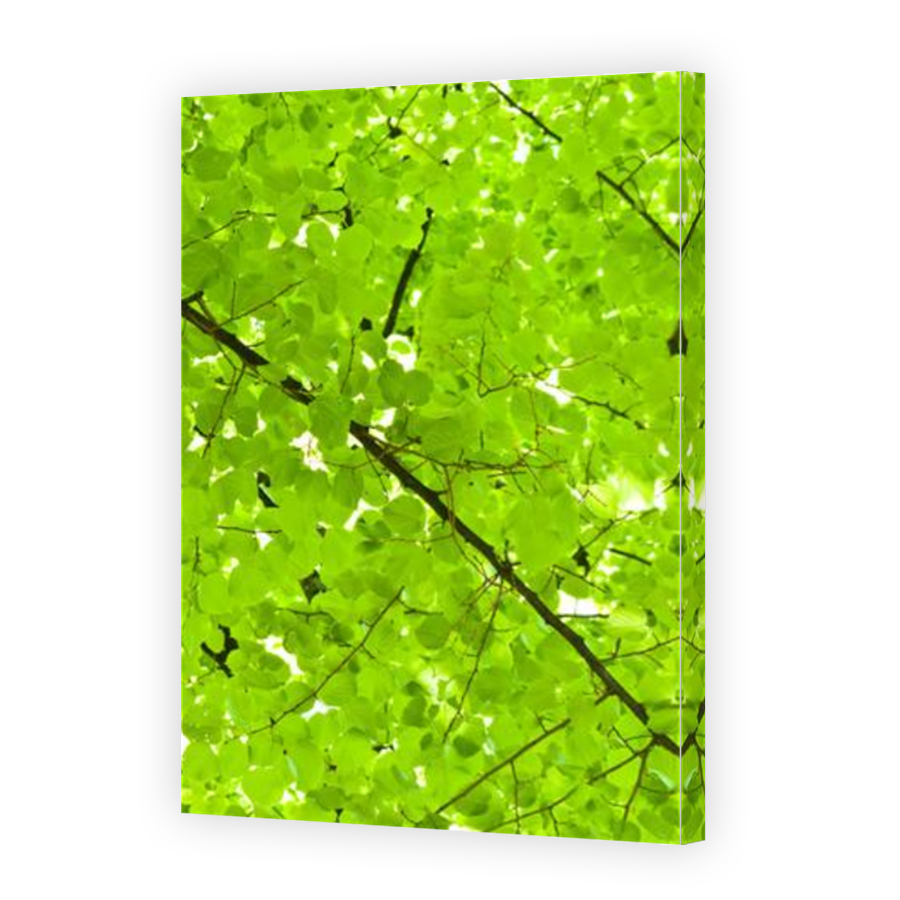 Thumbnail for Canvas - Mirror Image Canvas Wrap