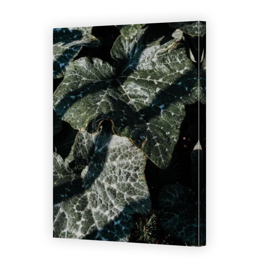 Thumbnail for Canvas - Mirror Image Canvas Wrap