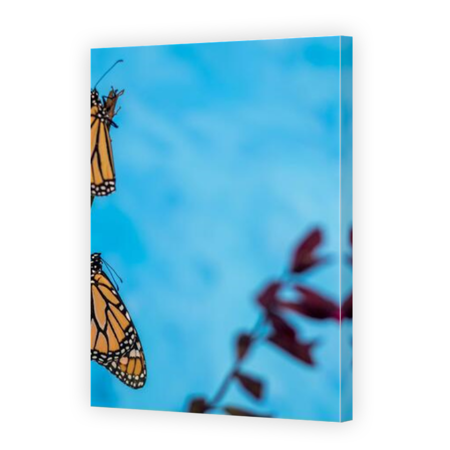 Thumbnail for Canvas - Mirror Image Canvas Wrap