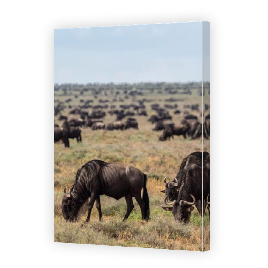Thumbnail for Canvas - Mirror Image Canvas Wrap