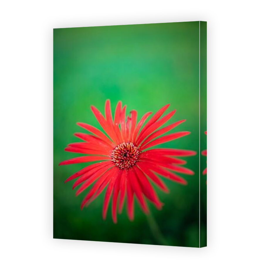 Thumbnail for Canvas - Mirror Image Canvas Wrap