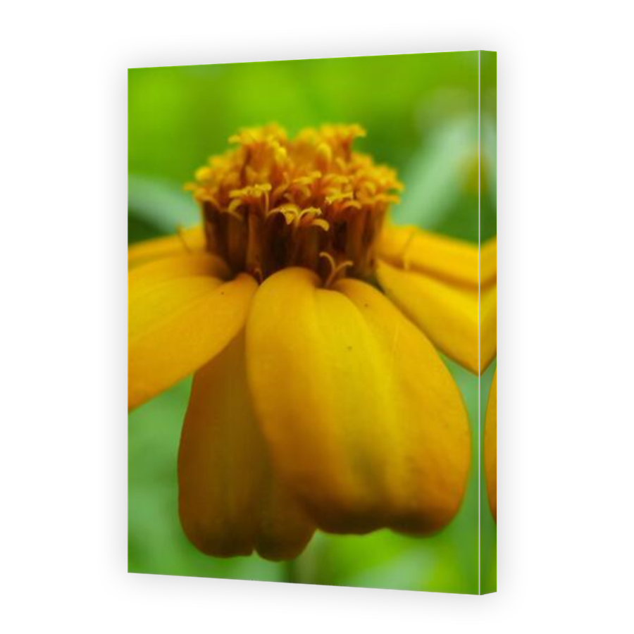 Thumbnail for Canvas - Mirror Image Canvas Wrap