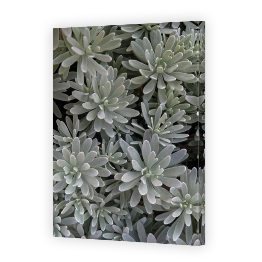 Thumbnail for Canvas - Mirror Image Canvas Wrap