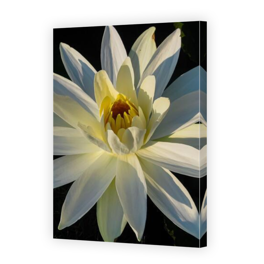 Thumbnail for Canvas - Mirror Image Canvas Wrap