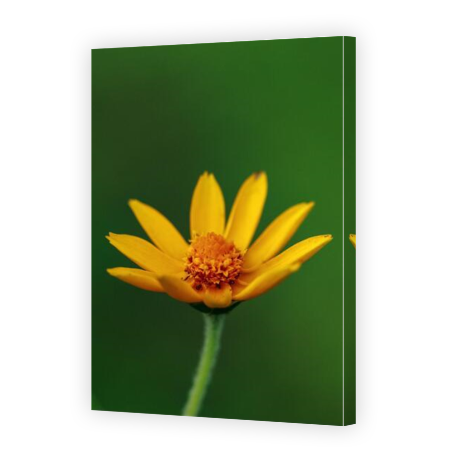 Thumbnail for Canvas - Mirror Image Canvas Wrap