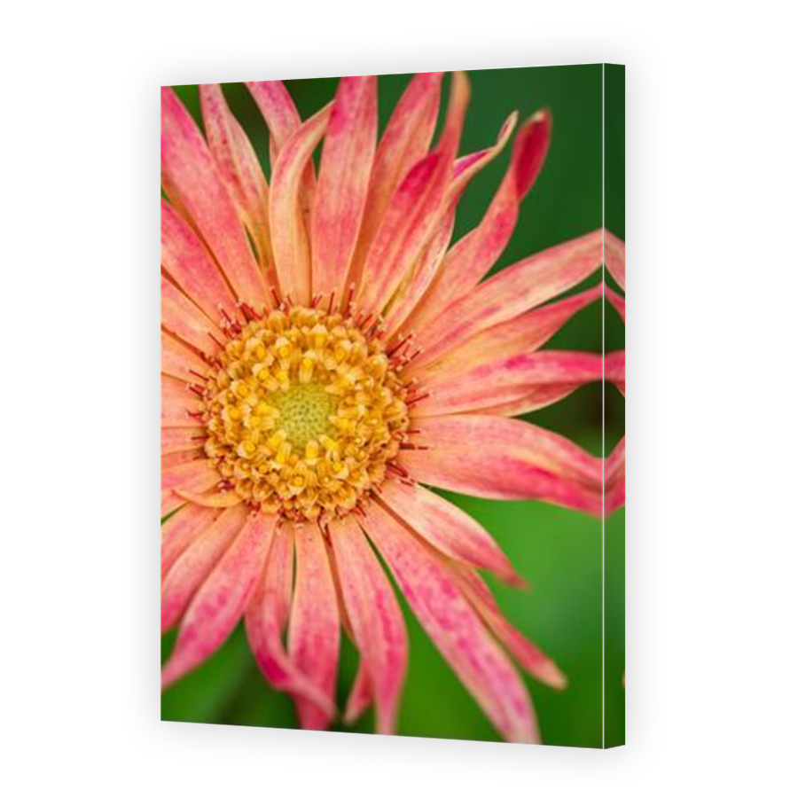 Thumbnail for Canvas - Mirror Image Canvas Wrap