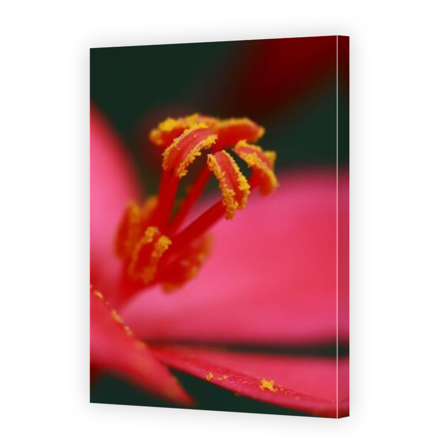 Thumbnail for Canvas - Mirror Image Canvas Wrap