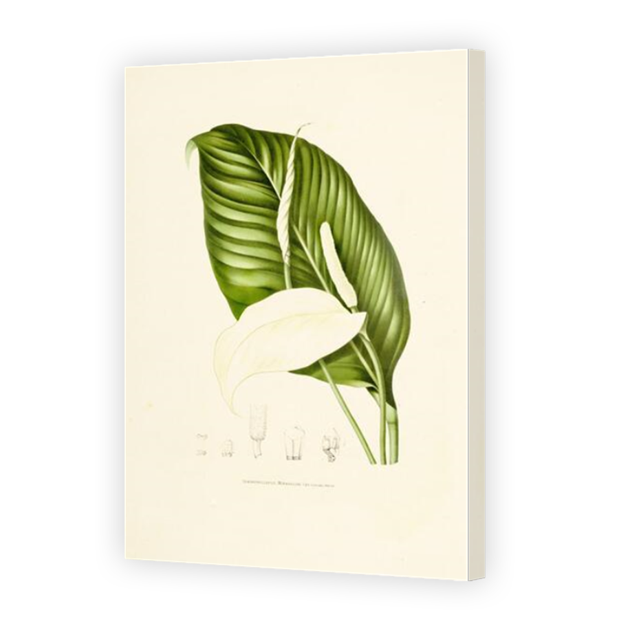 Thumbnail for Canvas - Mirror Image Canvas Wrap