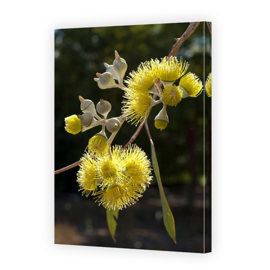 Thumbnail for Canvas - Mirror Image Canvas Wrap