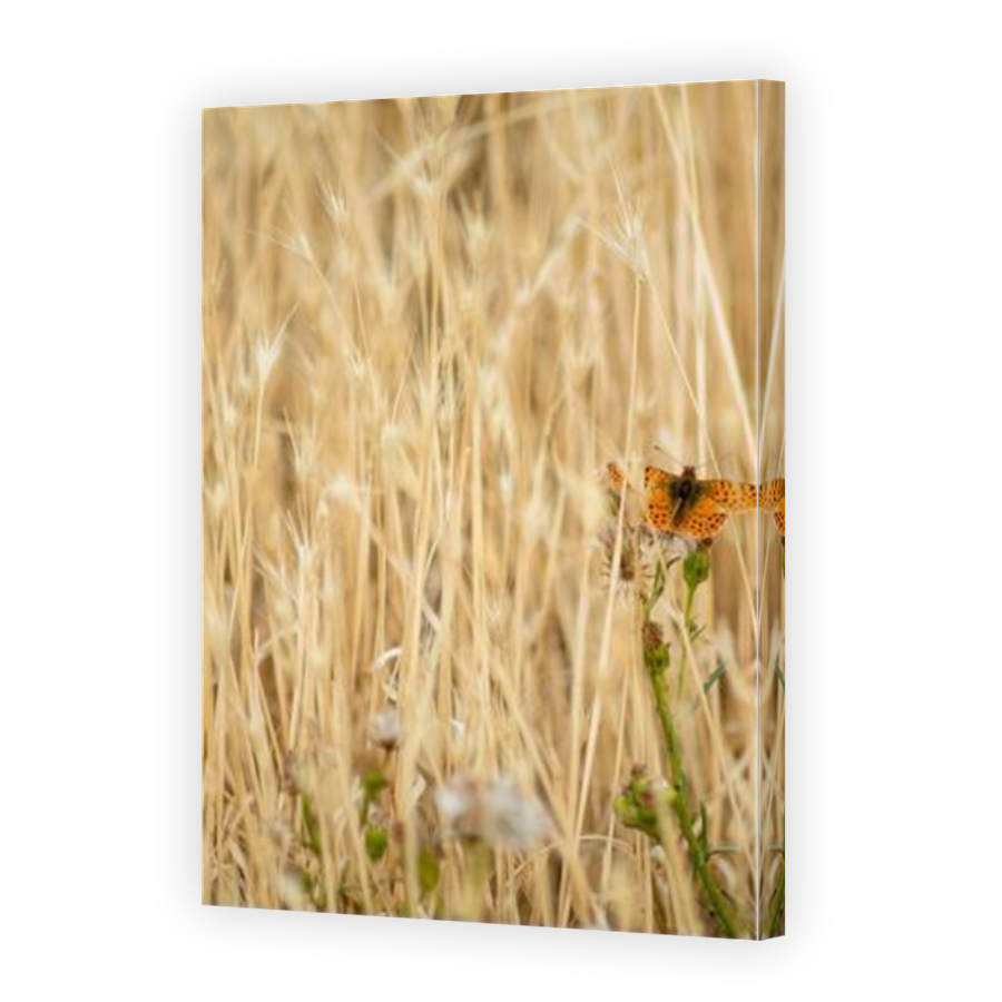 Thumbnail for Canvas - Mirror Image Canvas Wrap