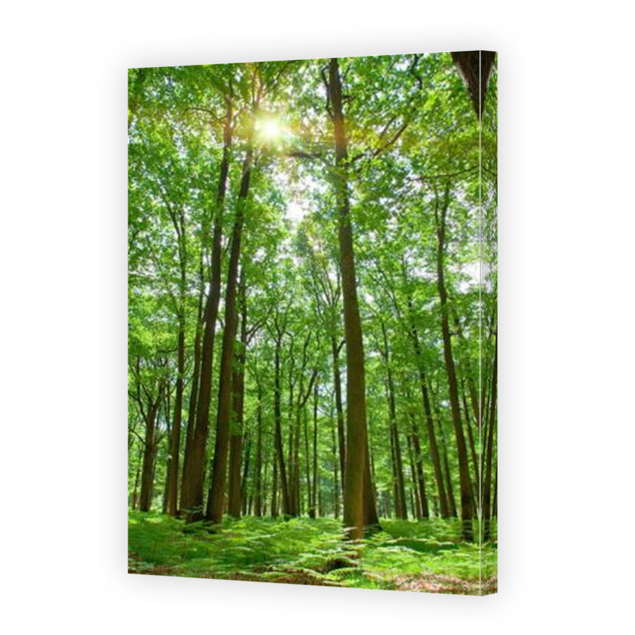 Thumbnail for Canvas - Mirror Image Canvas Wrap