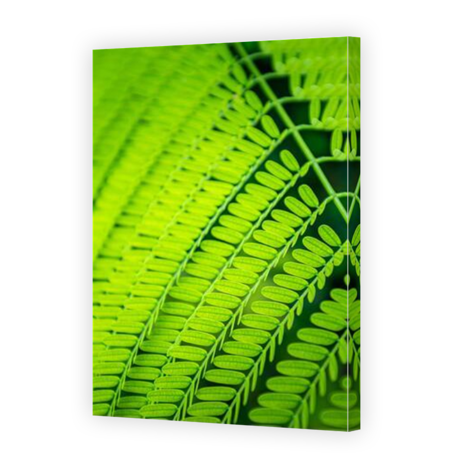 Thumbnail for Canvas - Mirror Image Canvas Wrap