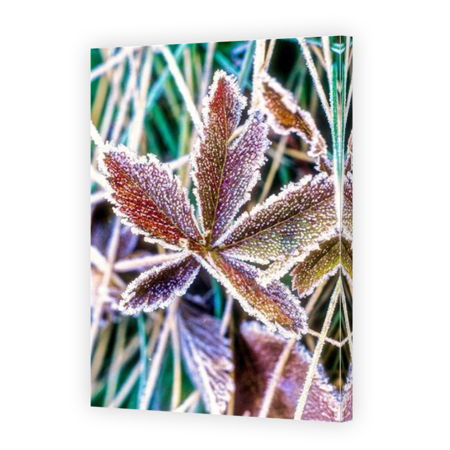 Thumbnail for Canvas - Mirror Image Canvas Wrap