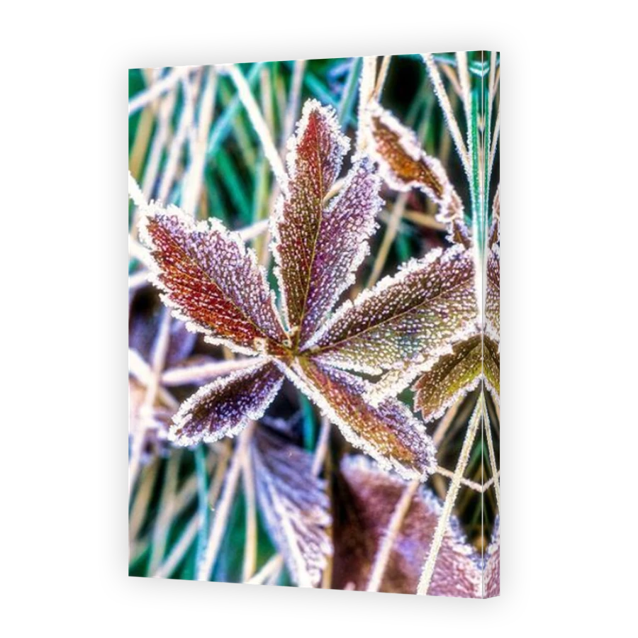 Thumbnail for Canvas - Mirror Image Canvas Wrap