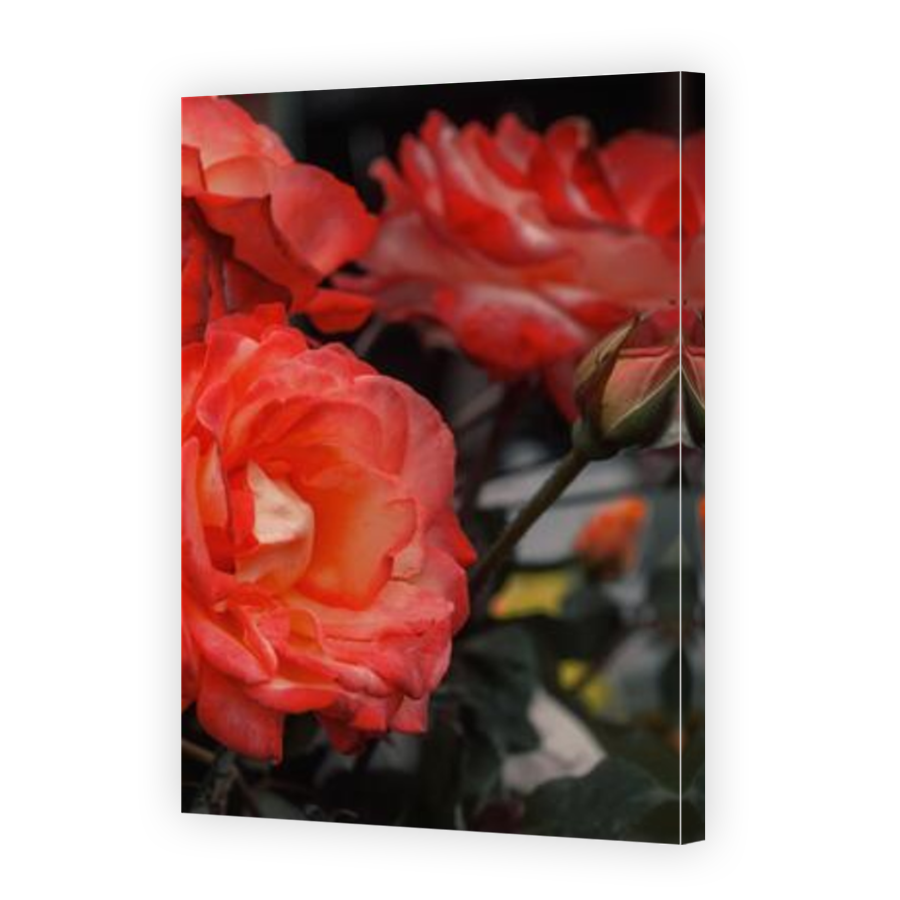 Thumbnail for Canvas - Mirror Image Canvas Wrap