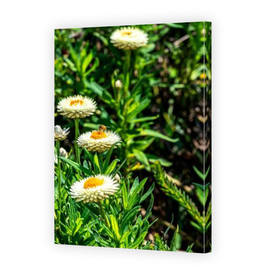 Thumbnail for Canvas - Mirror Image Canvas Wrap