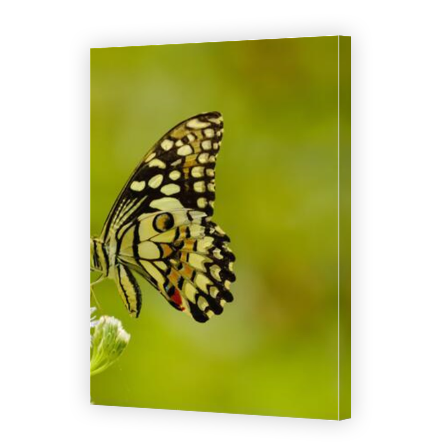 Thumbnail for Canvas - Mirror Image Canvas Wrap