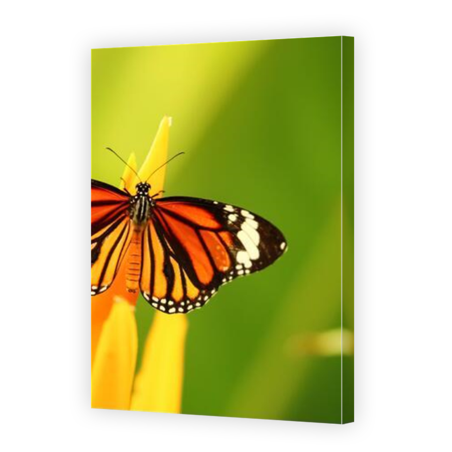 Thumbnail for Canvas - Mirror Image Canvas Wrap