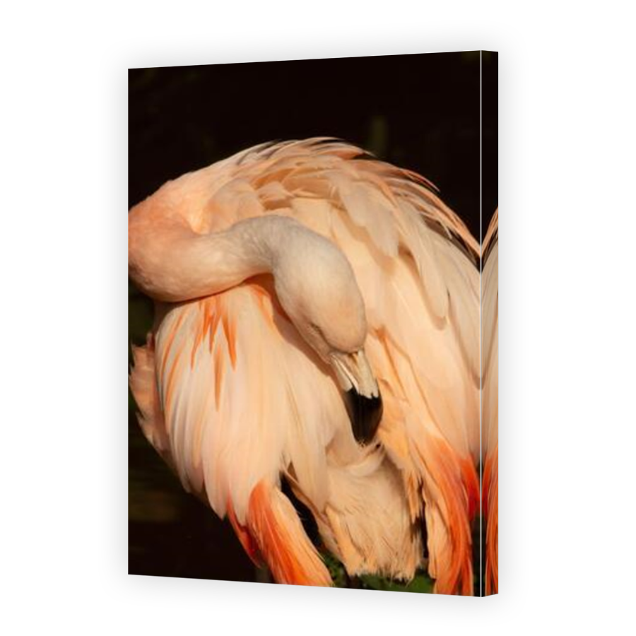 Thumbnail for Canvas - Mirror Image Canvas Wrap