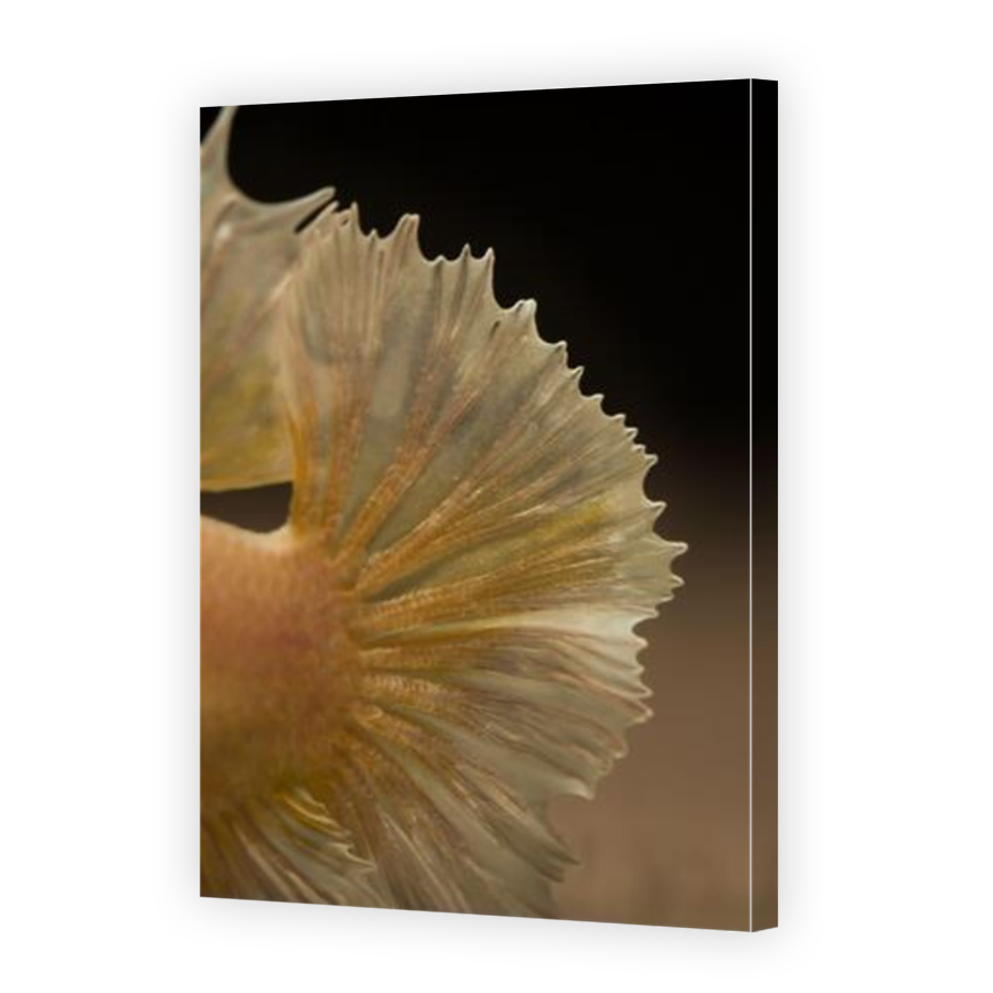 Thumbnail for Canvas - Mirror Image Canvas Wrap