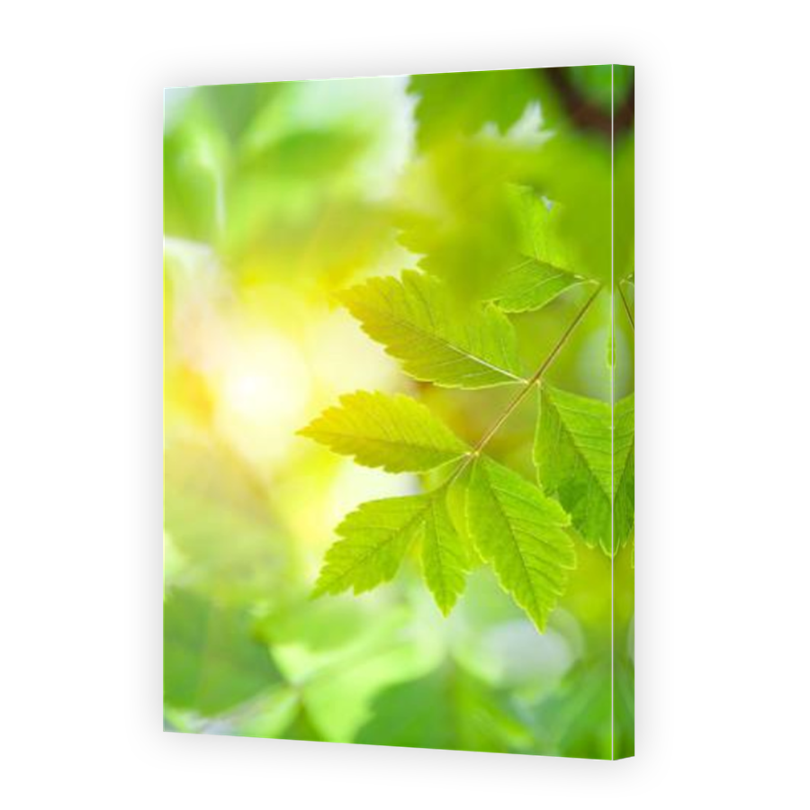 Thumbnail for Canvas - Mirror Image Canvas Wrap
