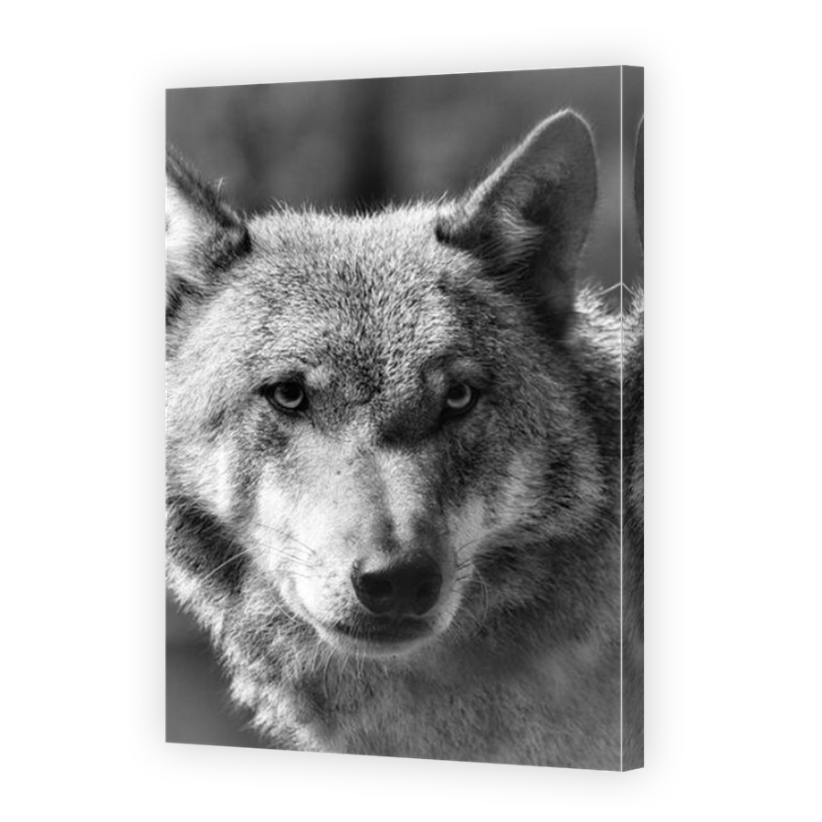 Thumbnail for Canvas - Mirror Image Canvas Wrap