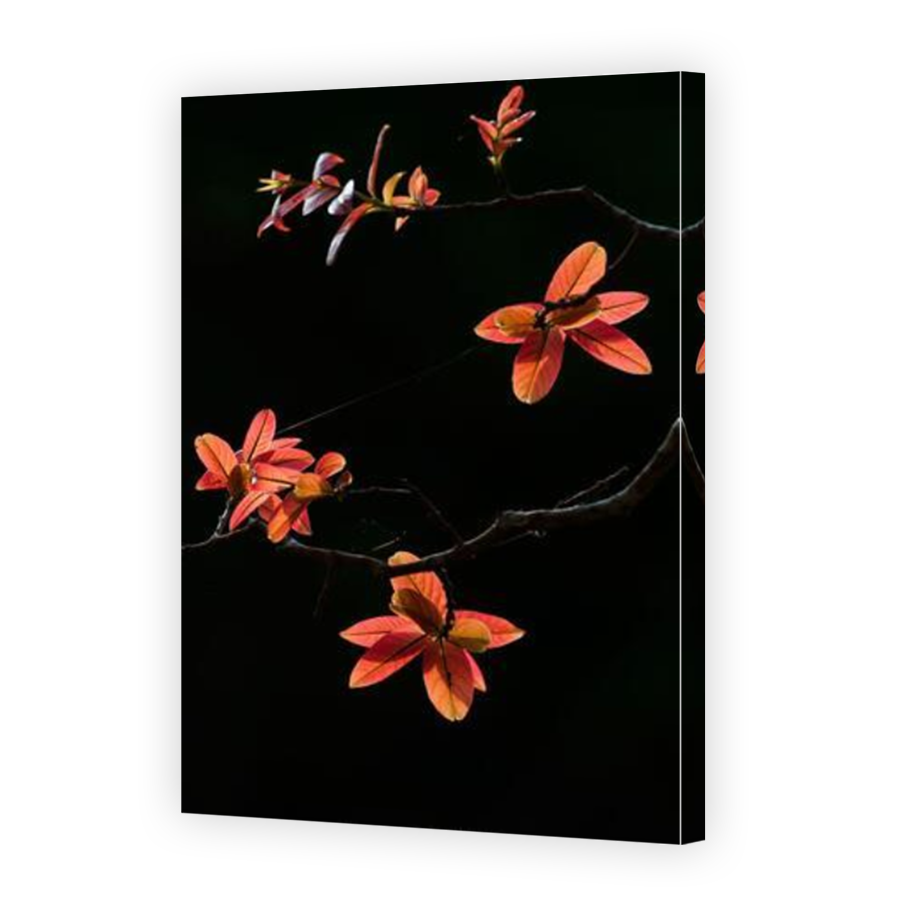 Thumbnail for Canvas - Mirror Image Canvas Wrap