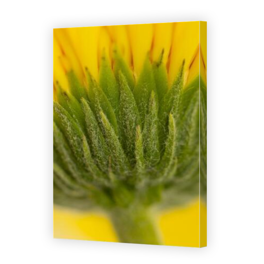 Thumbnail for Canvas - Mirror Image Canvas Wrap