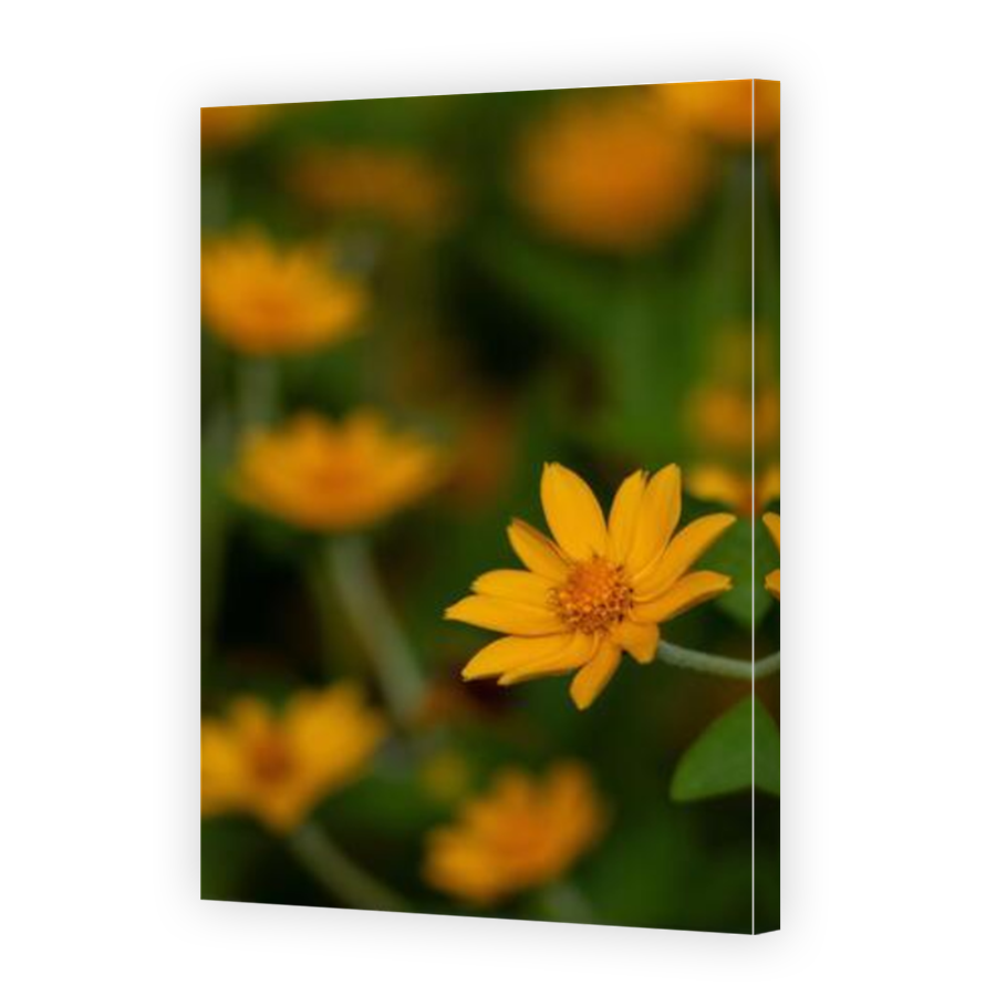Thumbnail for Canvas - Mirror Image Canvas Wrap