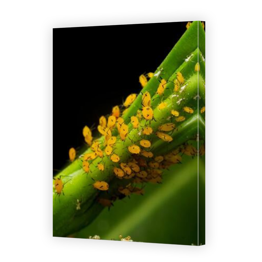 Thumbnail for Canvas - Mirror Image Canvas Wrap