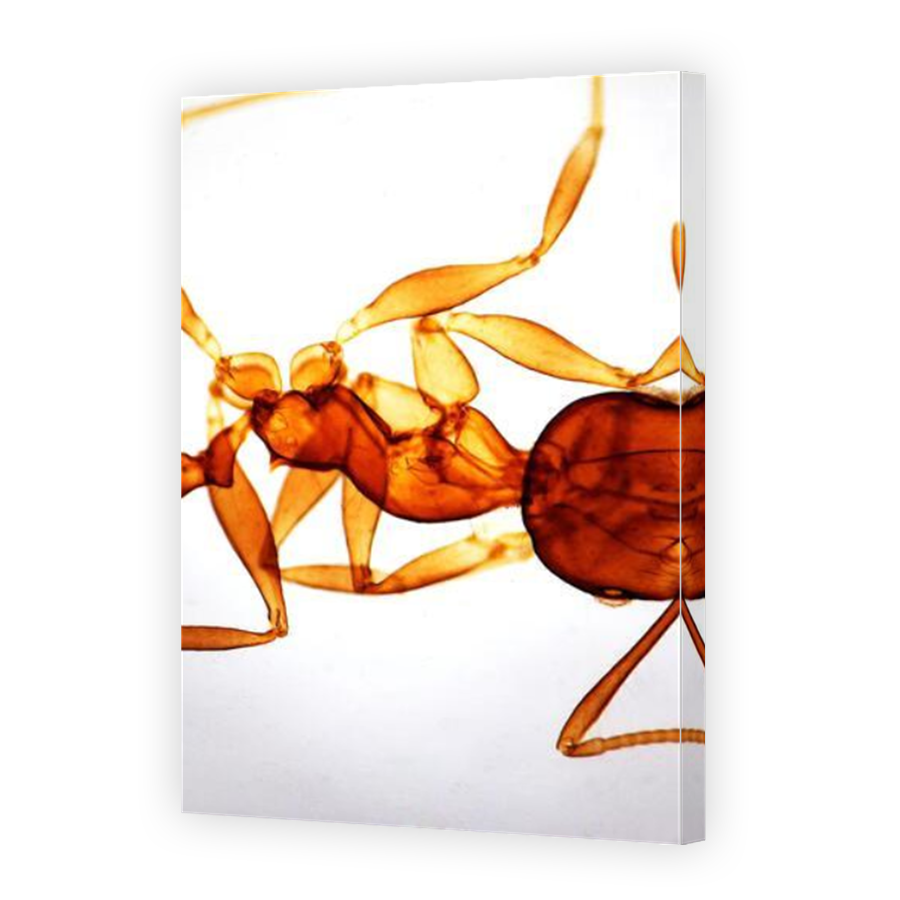 Thumbnail for Canvas - Mirror Image Canvas Wrap