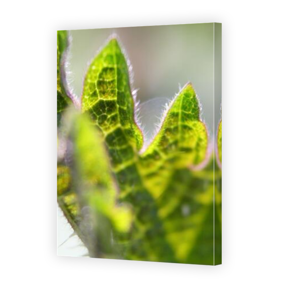 Thumbnail for Canvas - Mirror Image Canvas Wrap