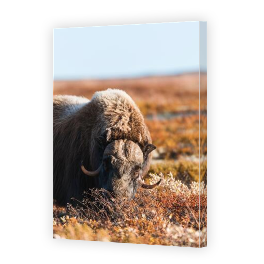Thumbnail for Canvas - Mirror Image Canvas Wrap