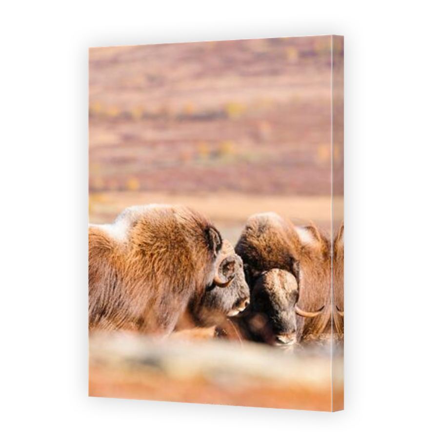 Thumbnail for Canvas - Mirror Image Canvas Wrap