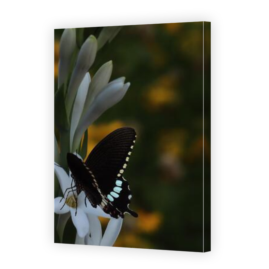 Thumbnail for Canvas - Mirror Image Canvas Wrap