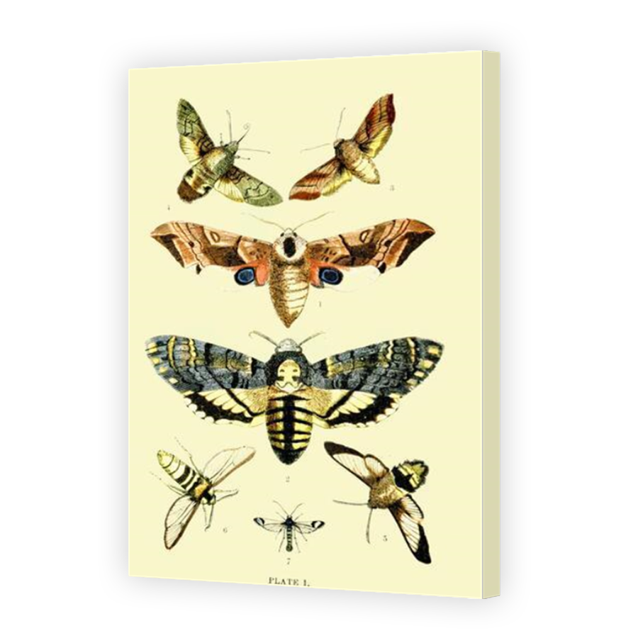 Thumbnail for Canvas - Mirror Image Canvas Wrap