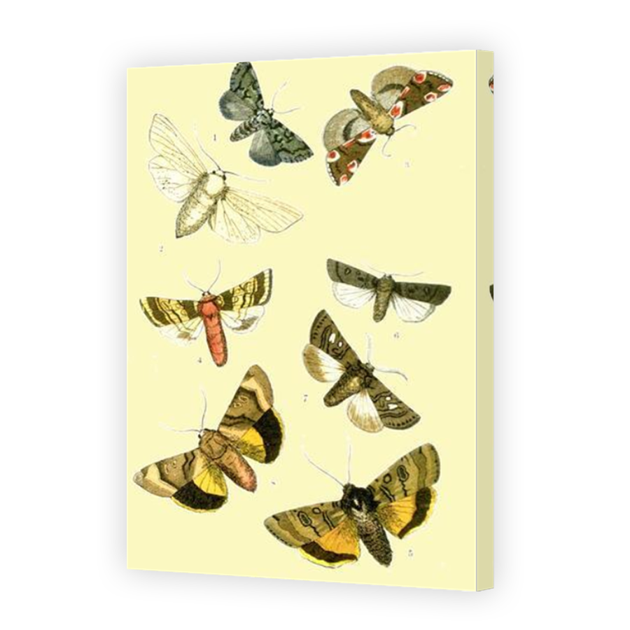 Thumbnail for Canvas - Mirror Image Canvas Wrap