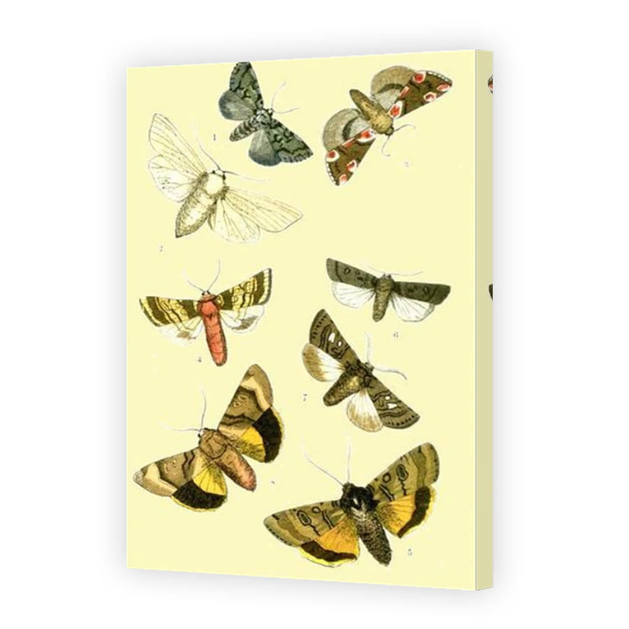 Thumbnail for Canvas - Mirror Image Canvas Wrap