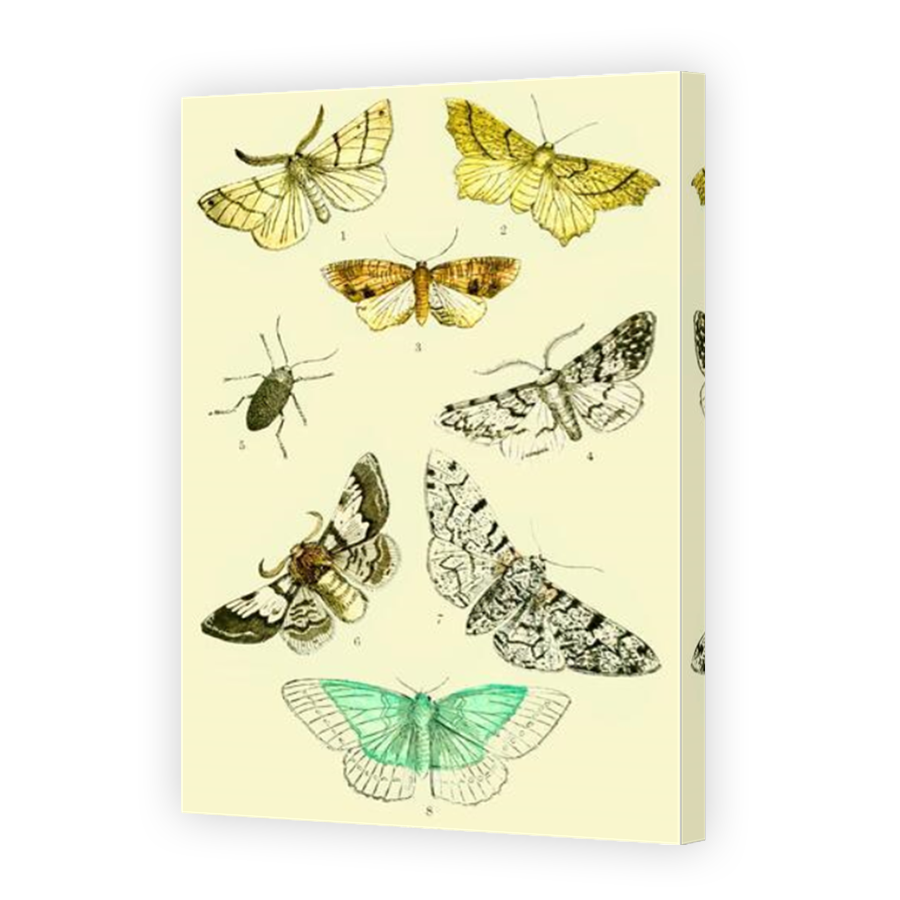 Thumbnail for Canvas - Mirror Image Canvas Wrap