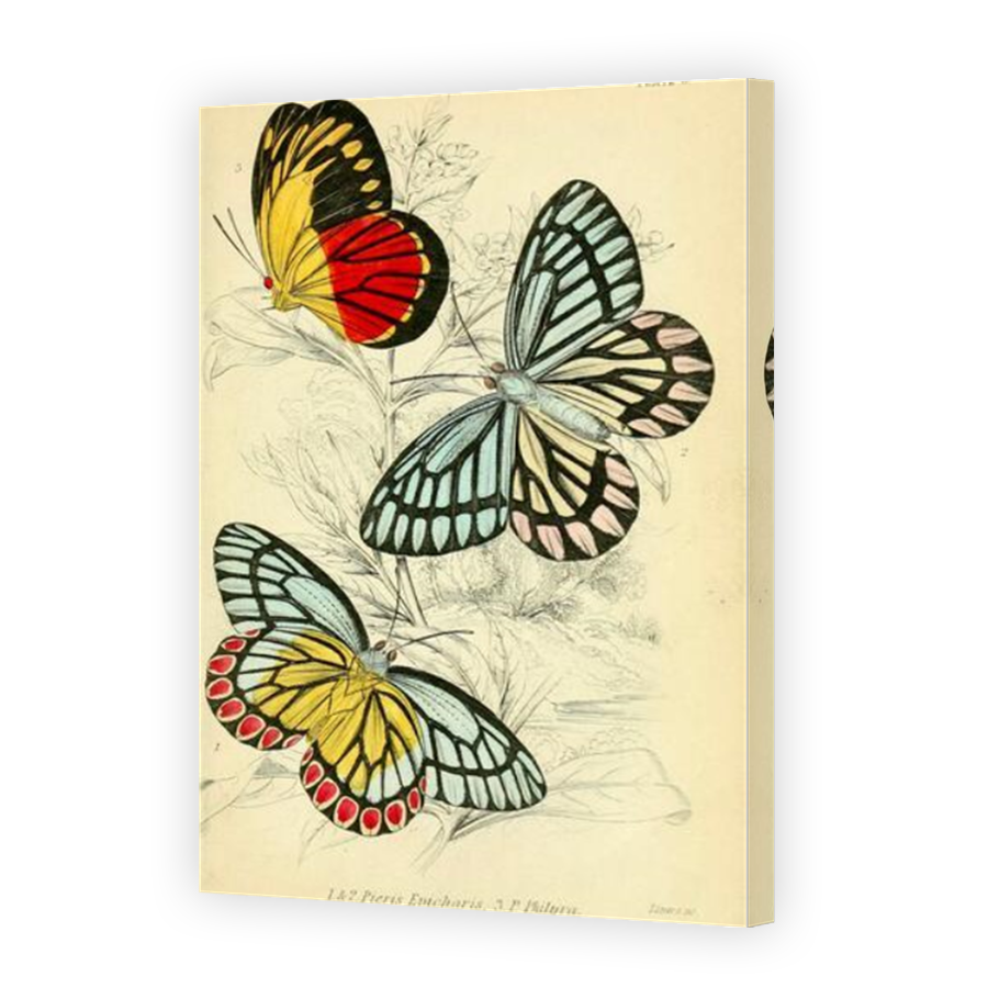 Thumbnail for Canvas - Mirror Image Canvas Wrap