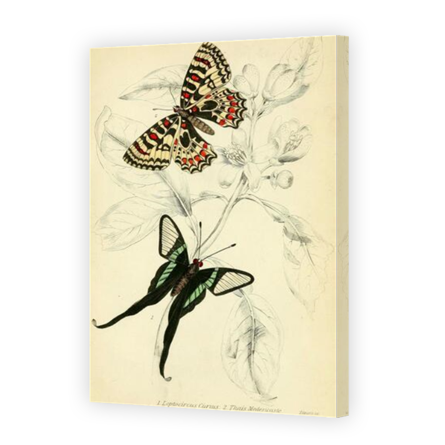 Thumbnail for Canvas - Mirror Image Canvas Wrap
